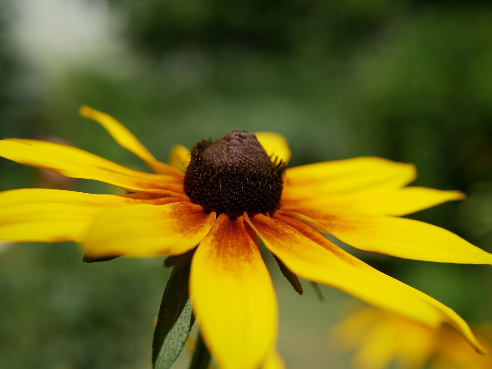 Panasonic Lumix DMC-G85 (Lumix DMC-G80) sample photo. Perennials, garden, flower photography
