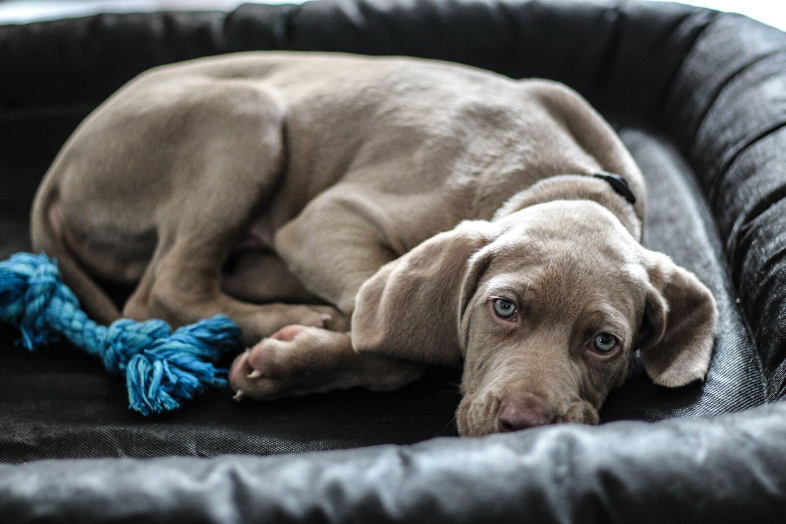 Canon EOS 700D (EOS Rebel T5i / EOS Kiss X7i) + Canon EF 50mm F1.8 STM sample photo. Weimaraner, dog, puppy photography