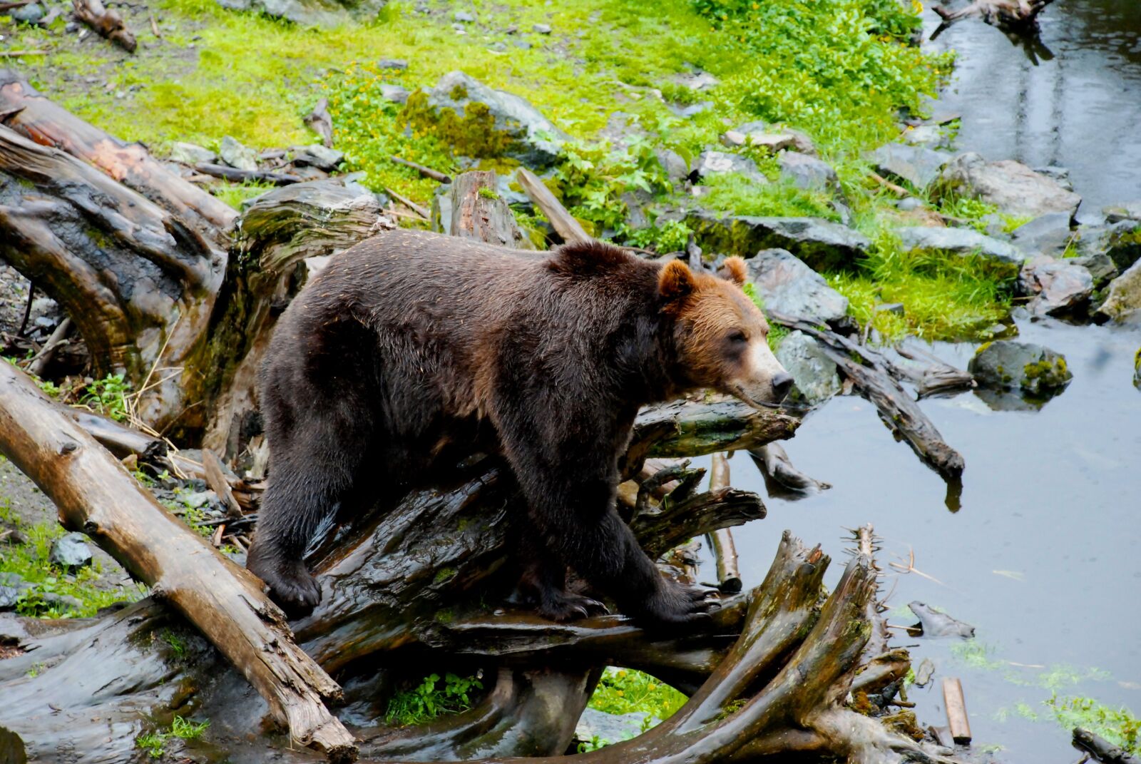 Nikon D80 sample photo. Bear, alaska, nature photography