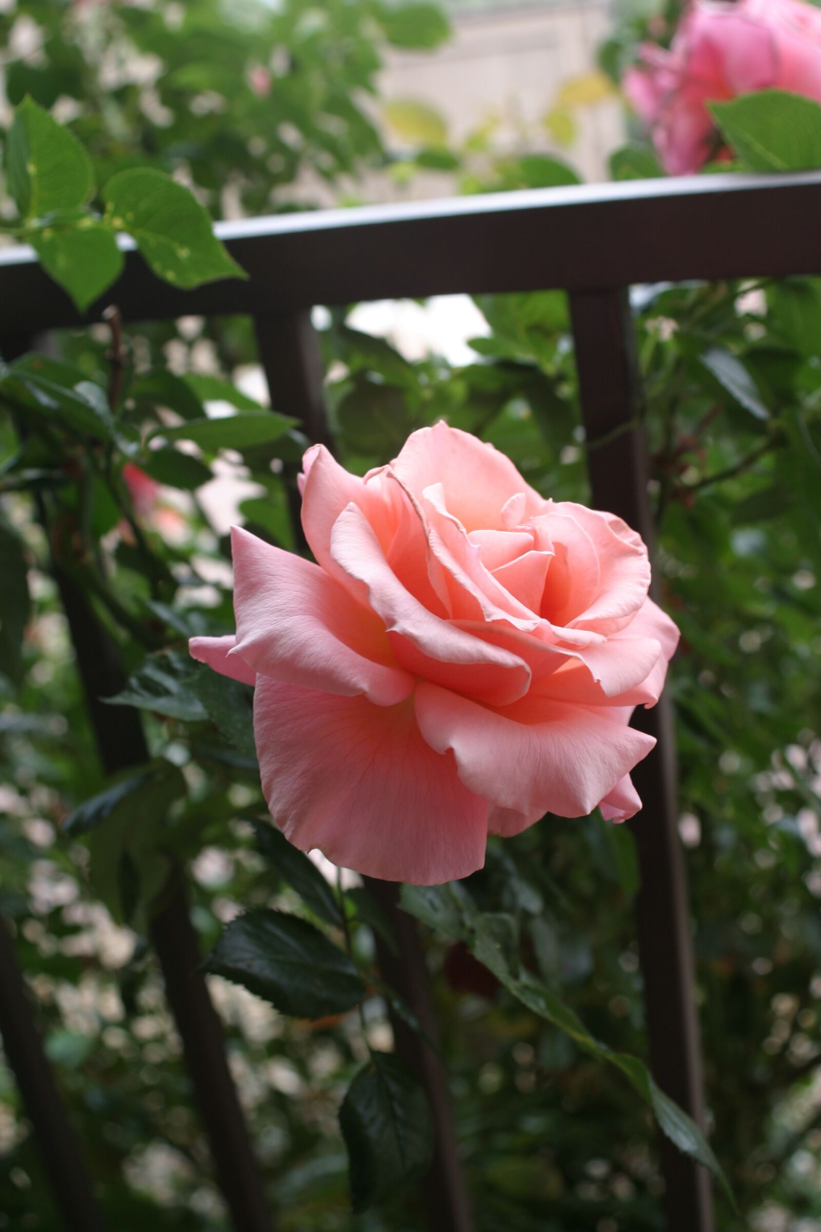 Canon EOS 10D sample photo. Rose, pink, by fence photography