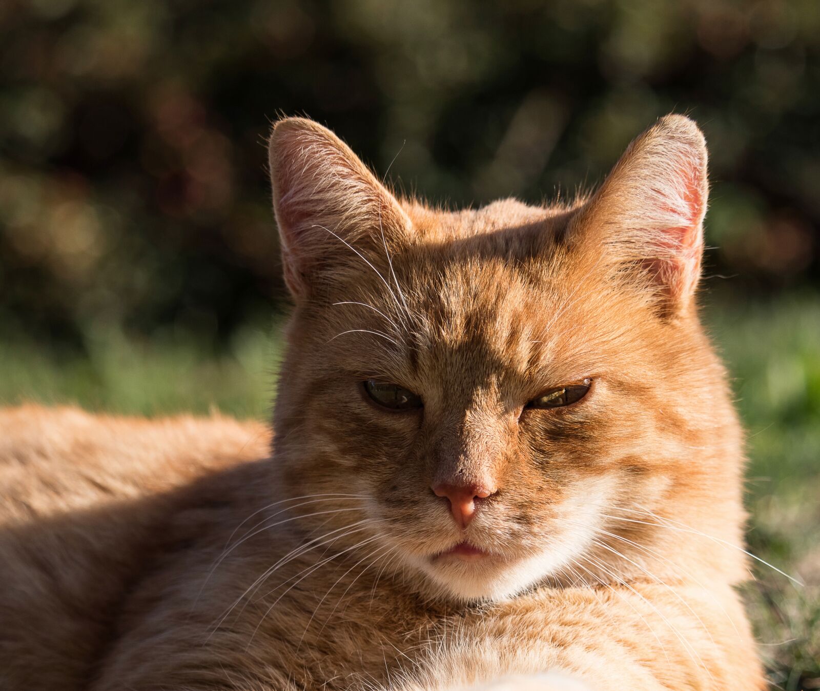 Canon EF-S 55-250mm F4-5.6 IS STM sample photo. Cat, domestic cat, mammal photography