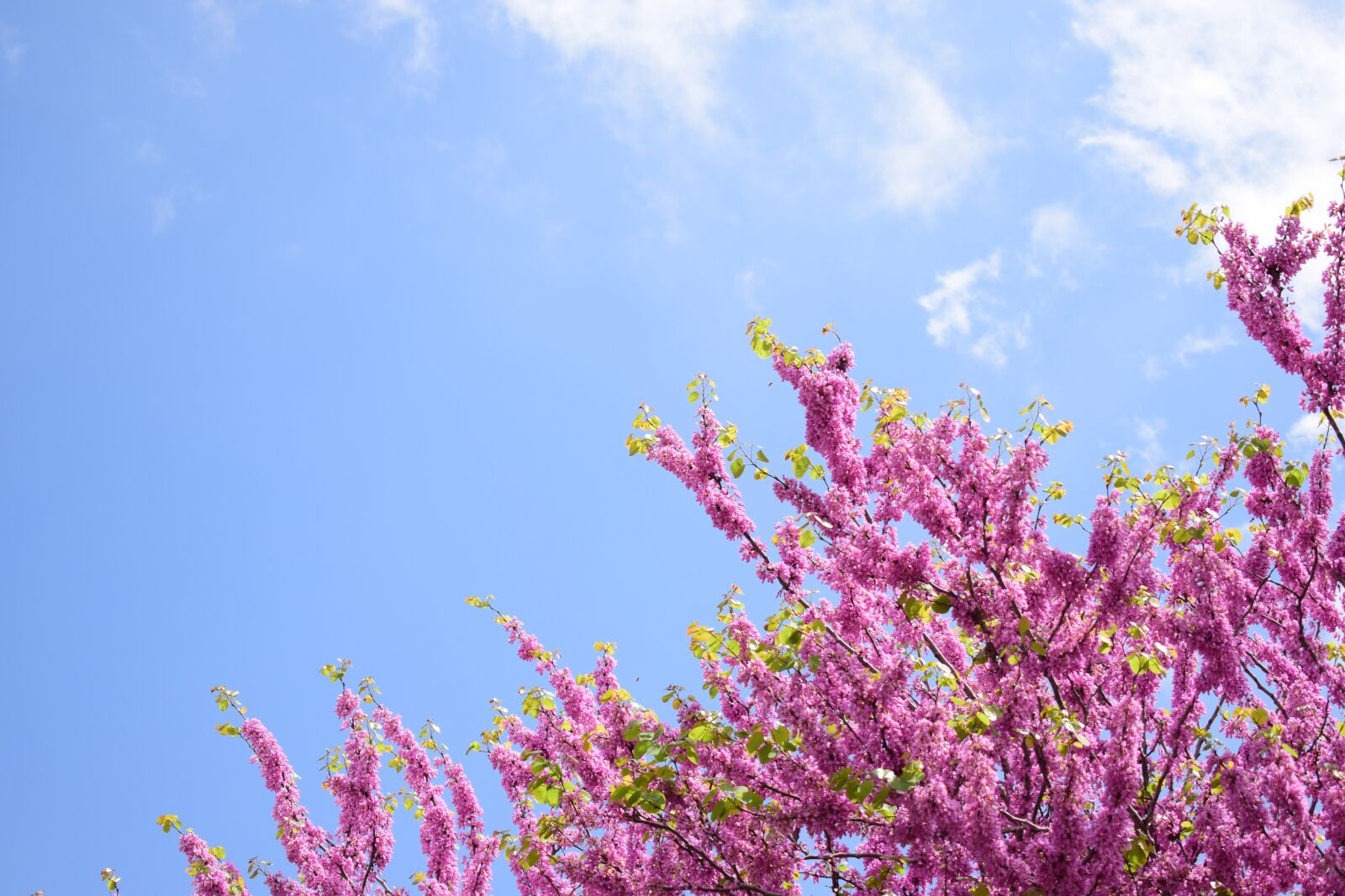 Nikon D3300 sample photo. Israel, spring, blossom photography