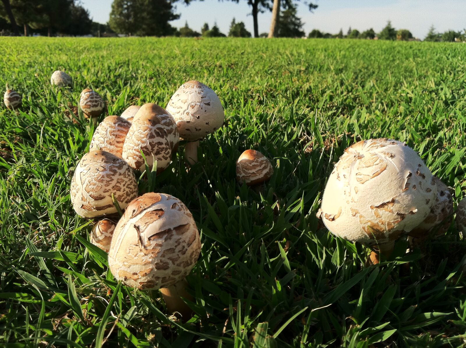 Apple iPhone 4 sample photo. Mushrooms, grass, nature photography