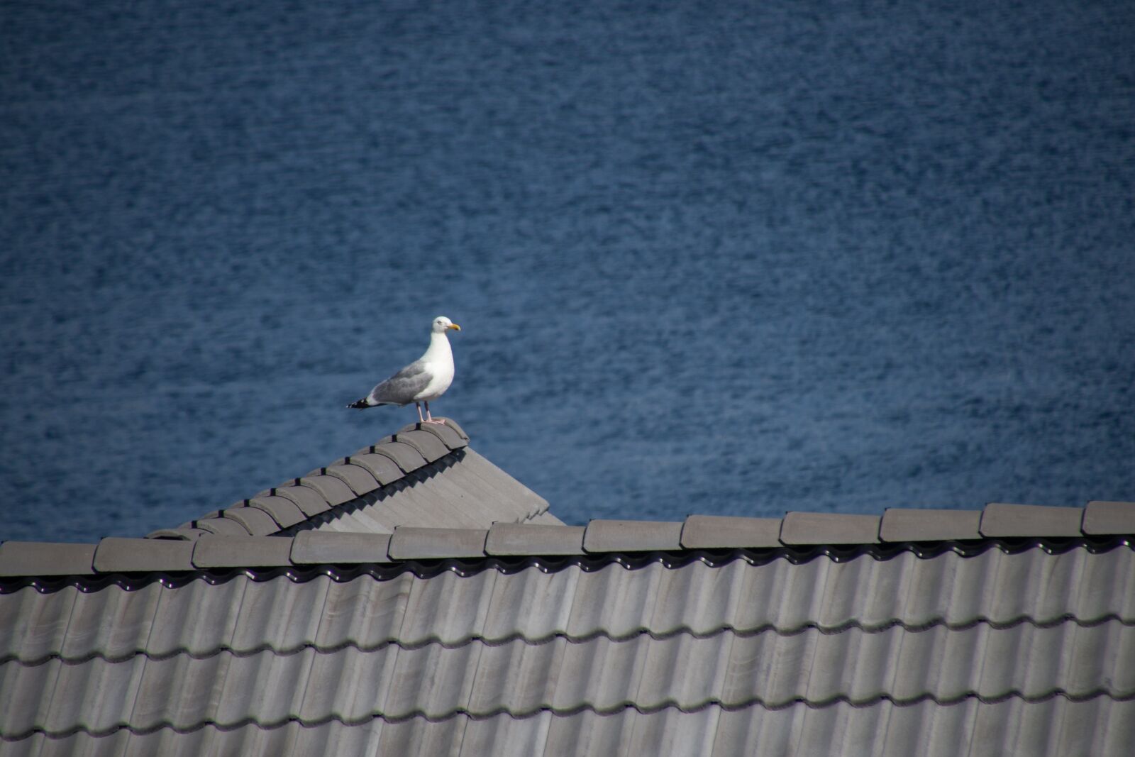 Tamron 16-300mm F3.5-6.3 Di II VC PZD Macro sample photo. Seagull, roof, gull photography