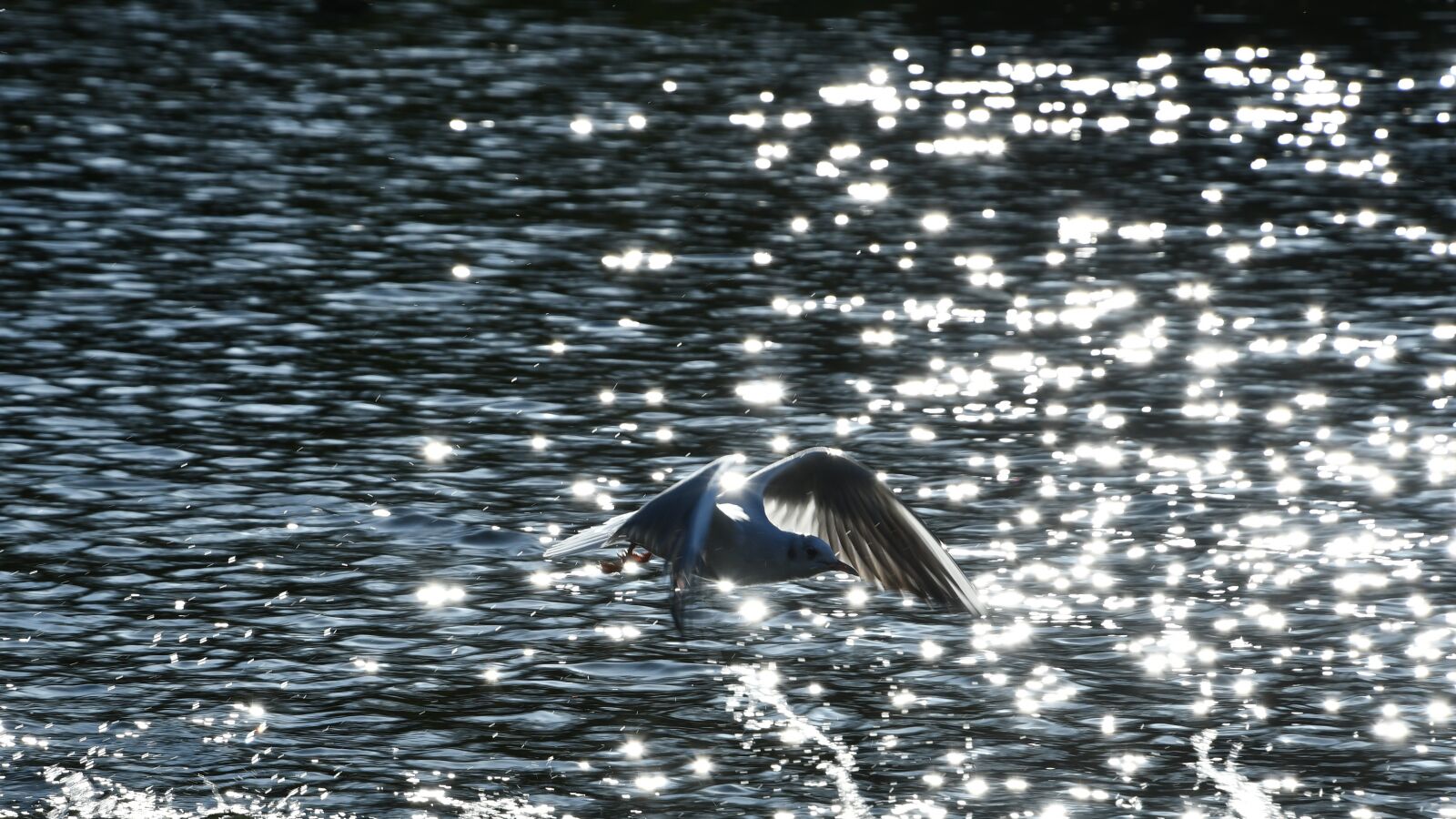 Nikon D7500 sample photo. Bird, seagull, river photography