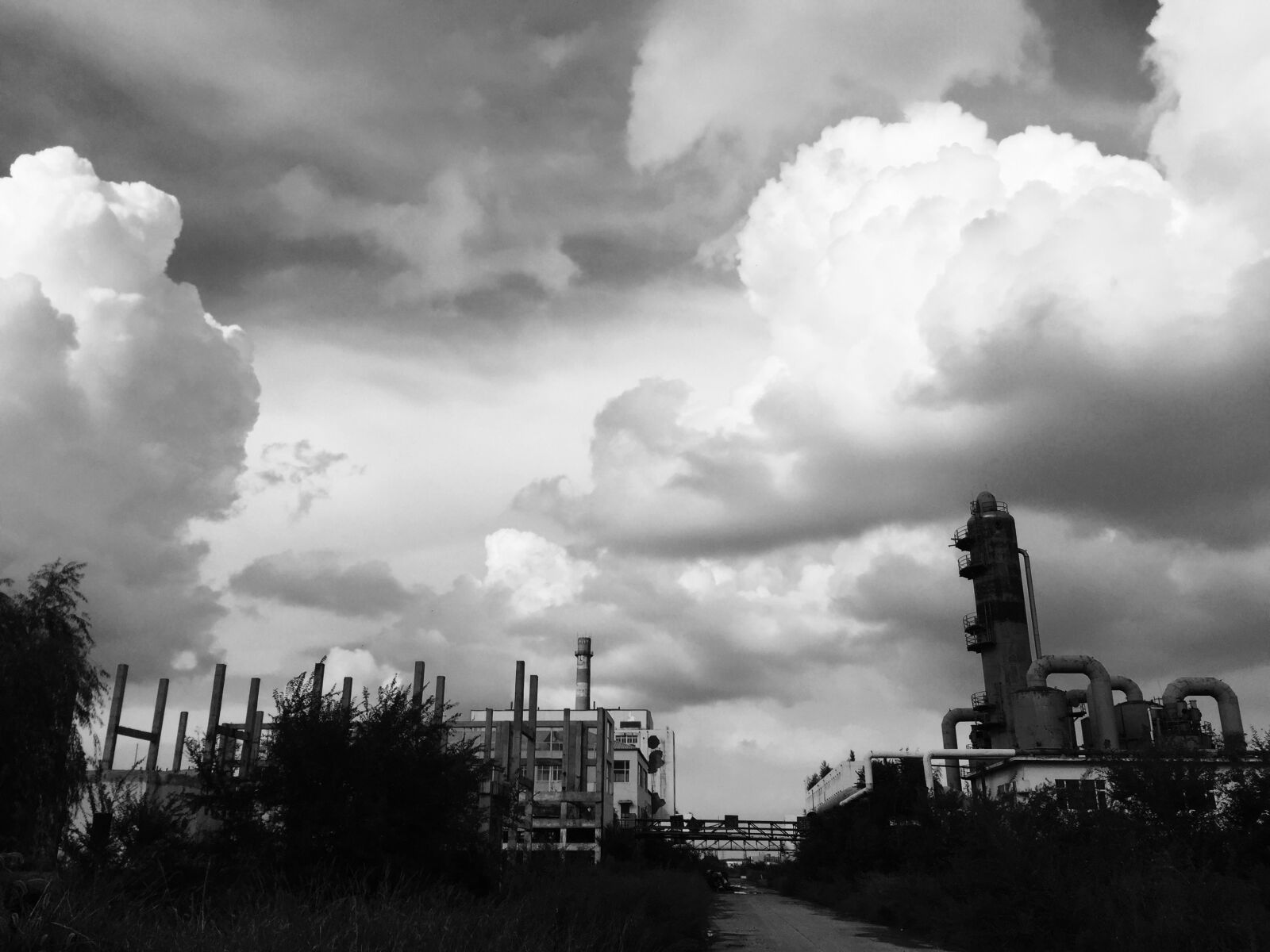 Apple iPhone 6 sample photo. Waste plant, black and photography