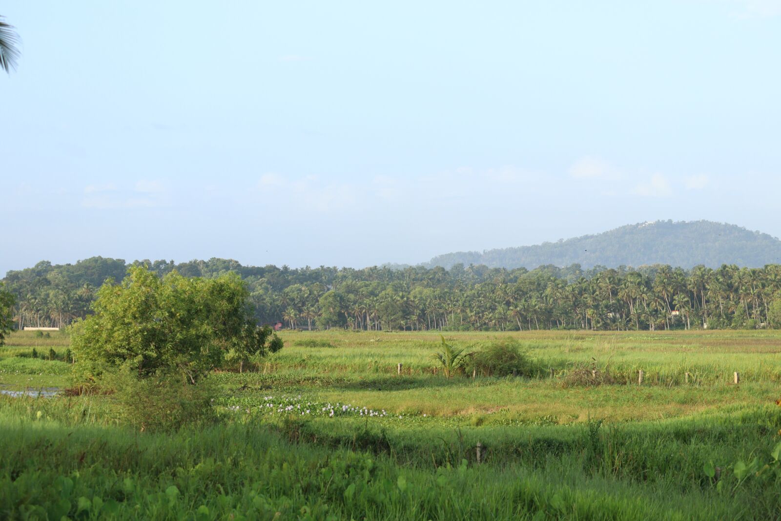 Canon EOS 250D (EOS Rebel SL3 / EOS Kiss X10 / EOS 200D II) sample photo. Kerala, nature, green photography