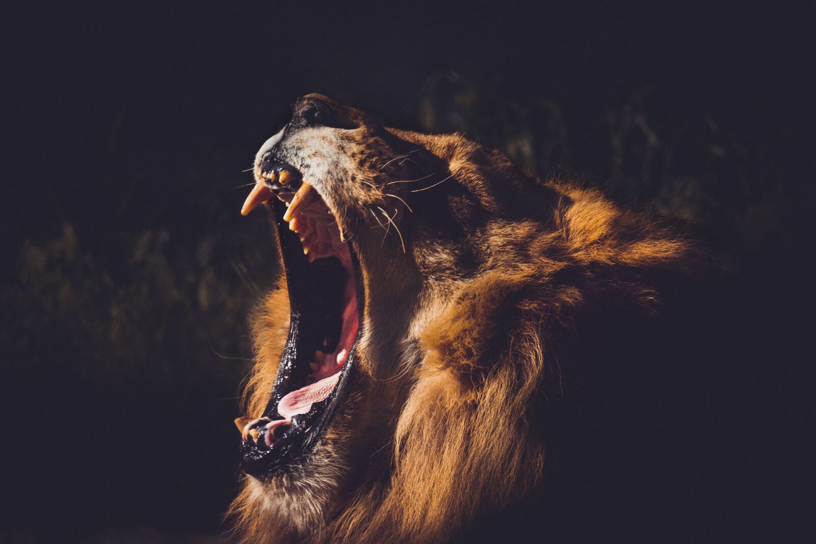 Canon EOS 1300D (EOS Rebel T6 / EOS Kiss X80) sample photo. Lion, yawn, sleep photography