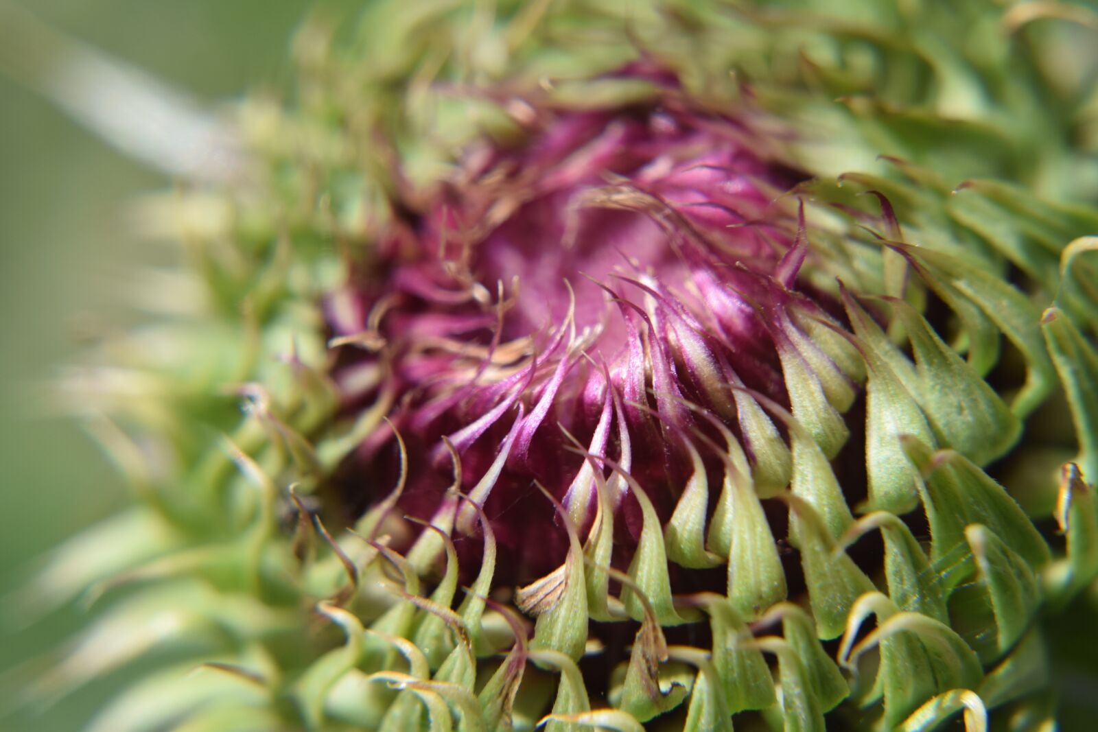 Nikon D5300 sample photo. Flower, purple, nature photography