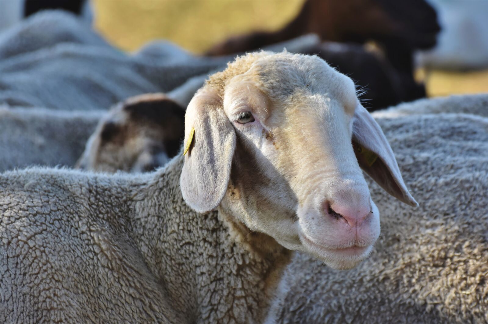 Nikon D7200 sample photo. Sheep, sheepshead, schäfchen photography