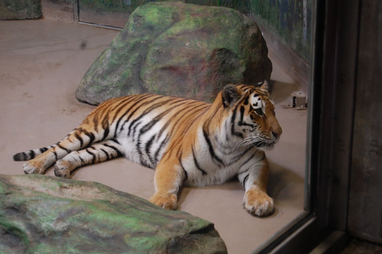 Nikon D40 sample photo. Amur, tiger, cat photography