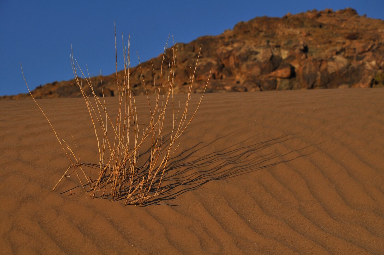 Nikon D90 sample photo. Desert, dry, sand photography