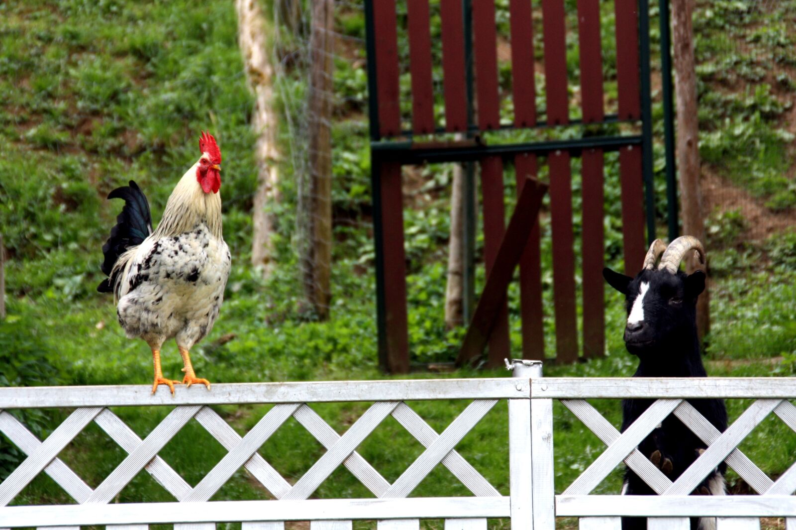 Canon EOS 450D (EOS Rebel XSi / EOS Kiss X2) sample photo. Hahn, farm, poultry photography