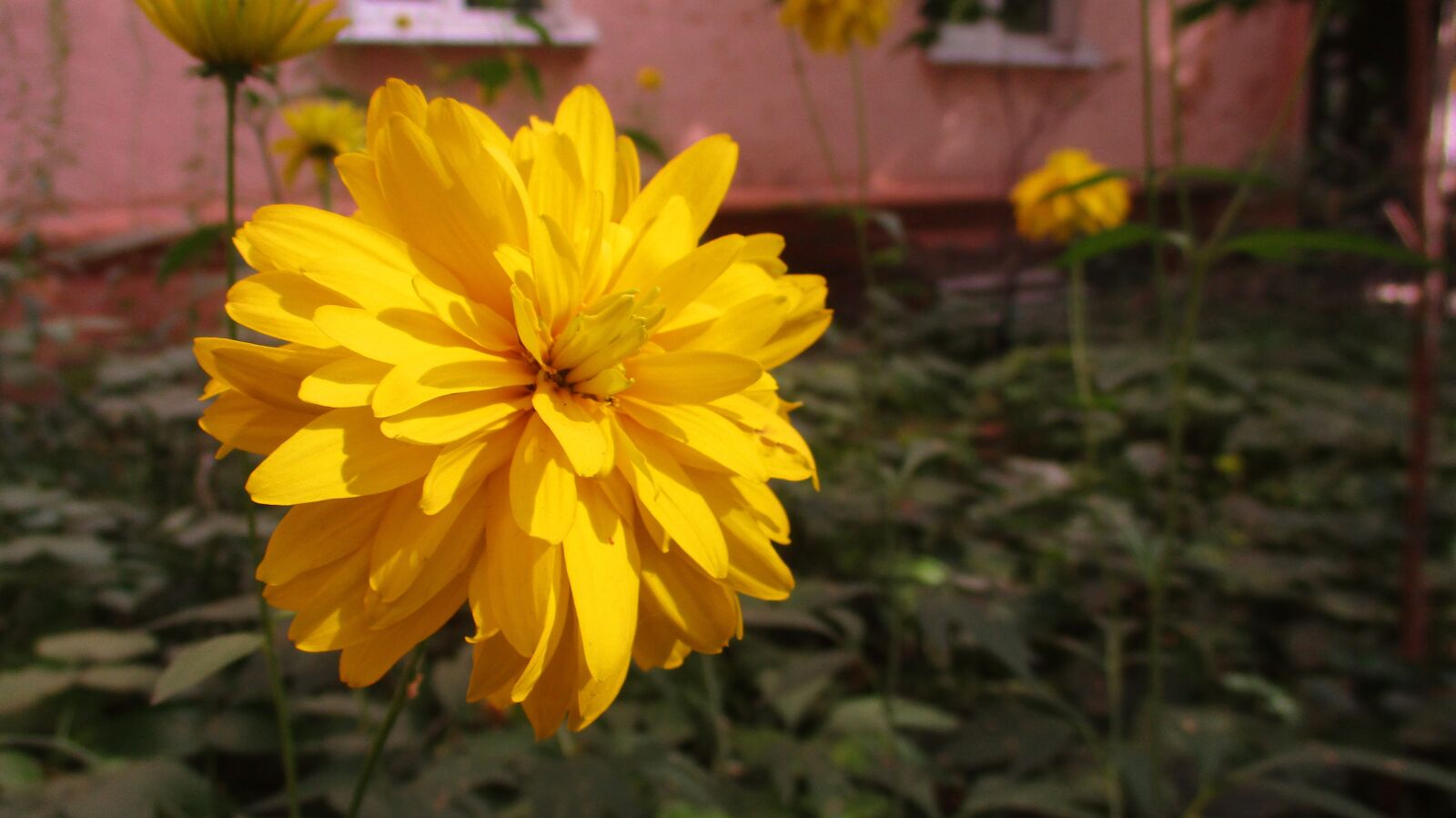Canon IXUS 185 sample photo. Flower, chrysanthemum, astra photography