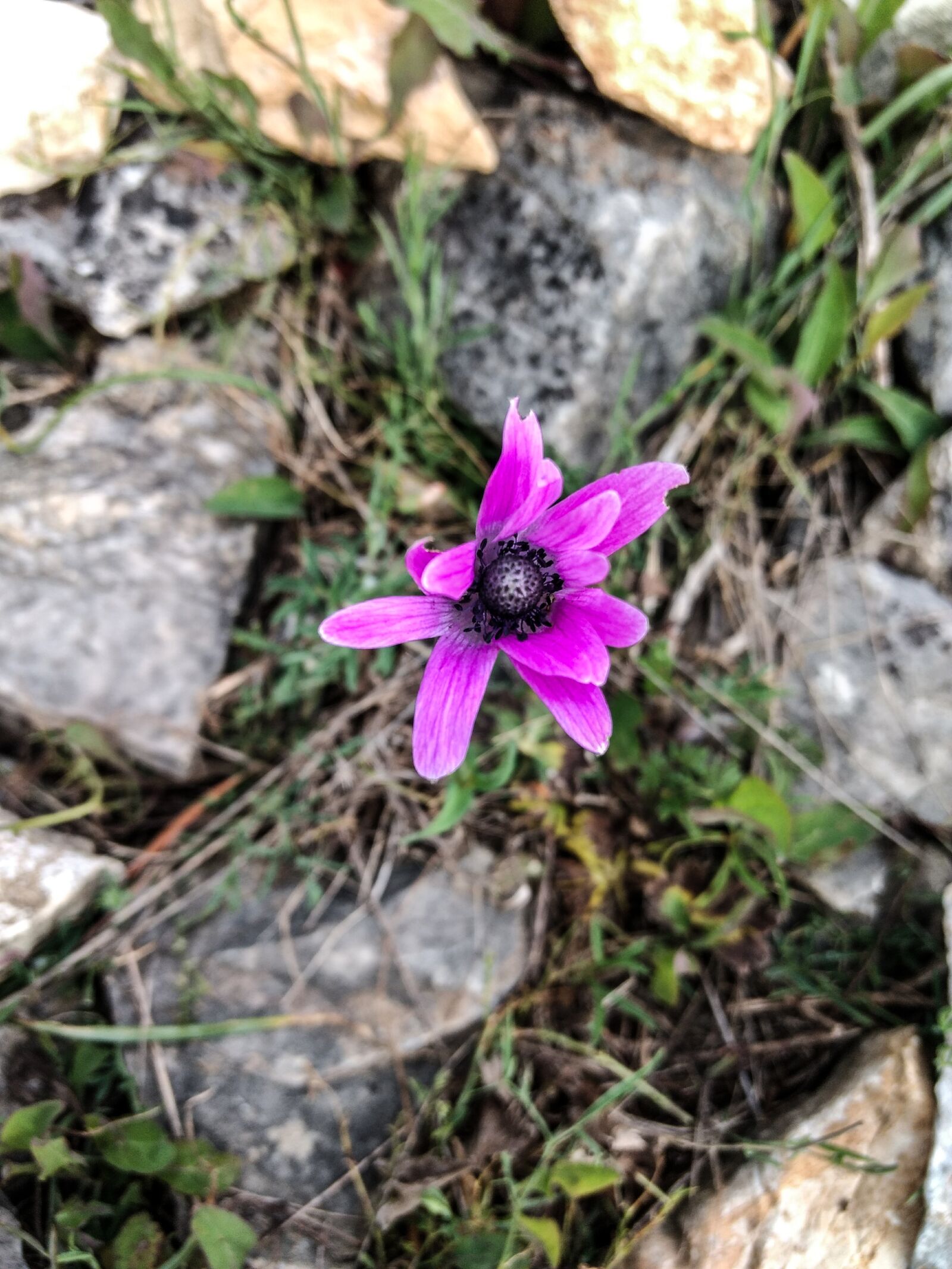 Motorola Moto G (4) sample photo. Flower, nature, plant photography