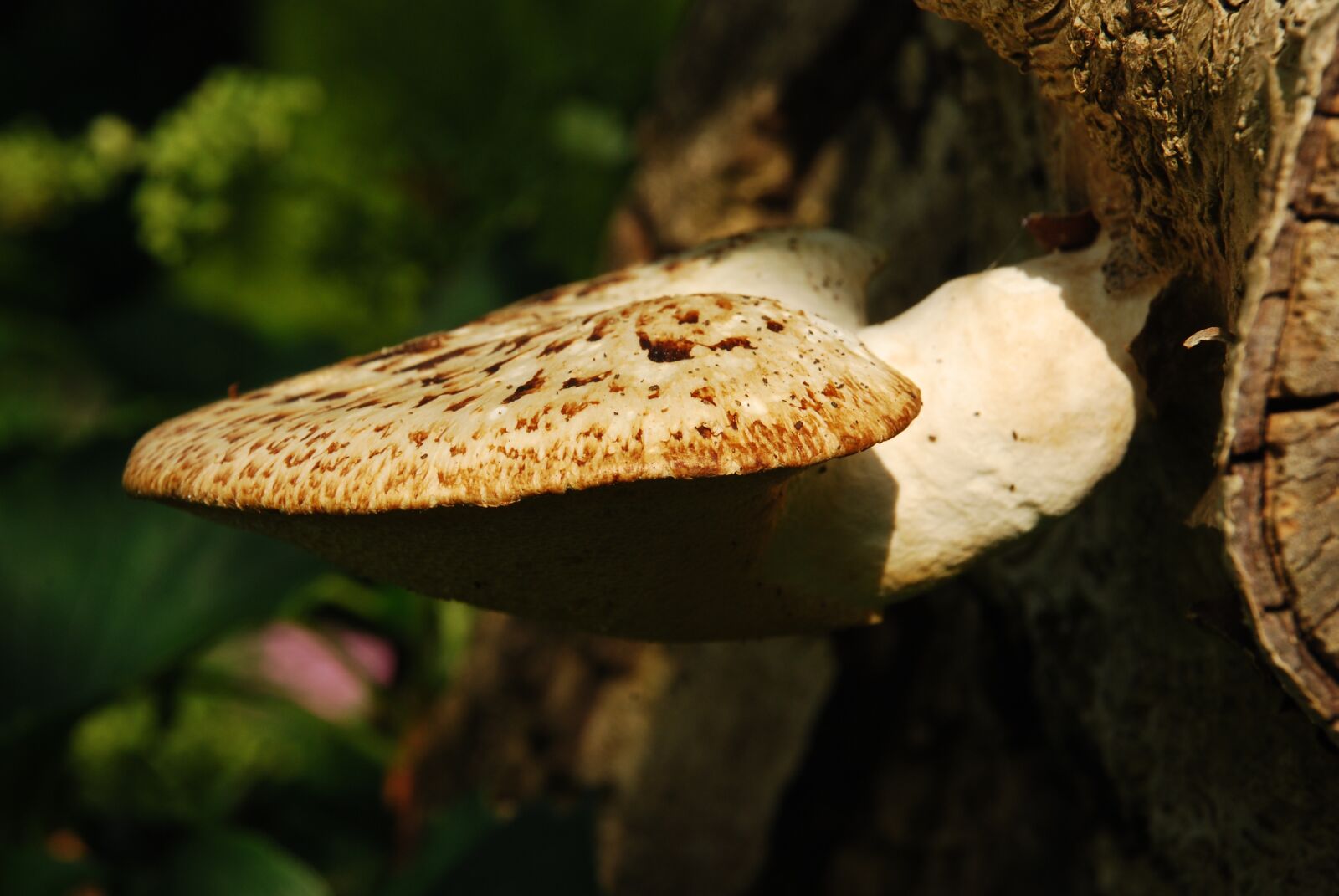Nikon D80 sample photo. Fungus, nature, undergrowth photography