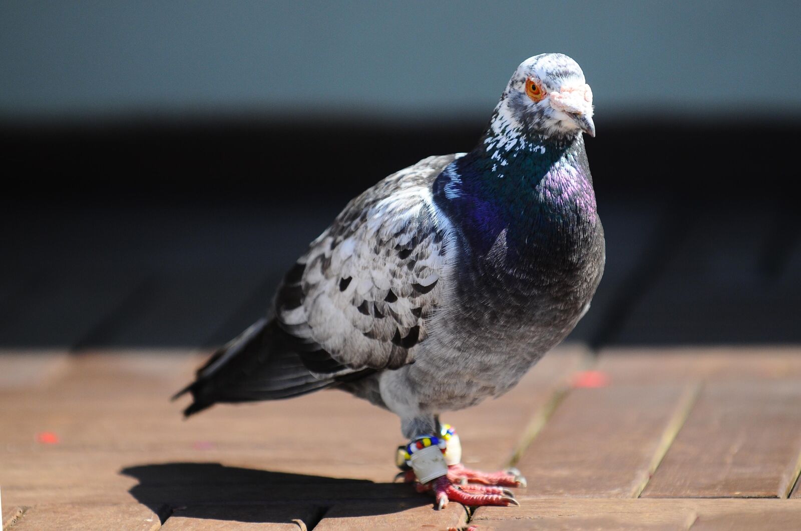 Nikon D300 sample photo. Pigeon, bird, animal photography