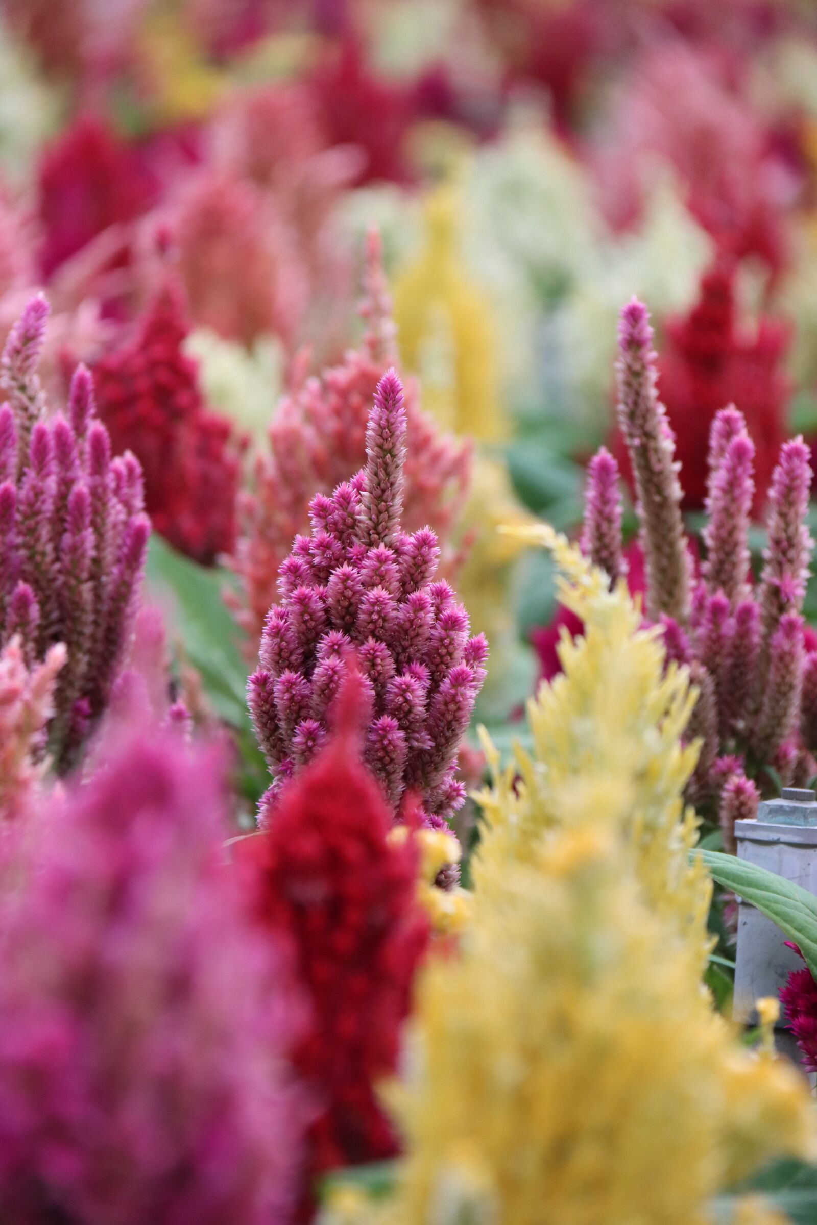 Canon EF-S 18-200mm F3.5-5.6 IS sample photo. Flower, celosia, plant photography