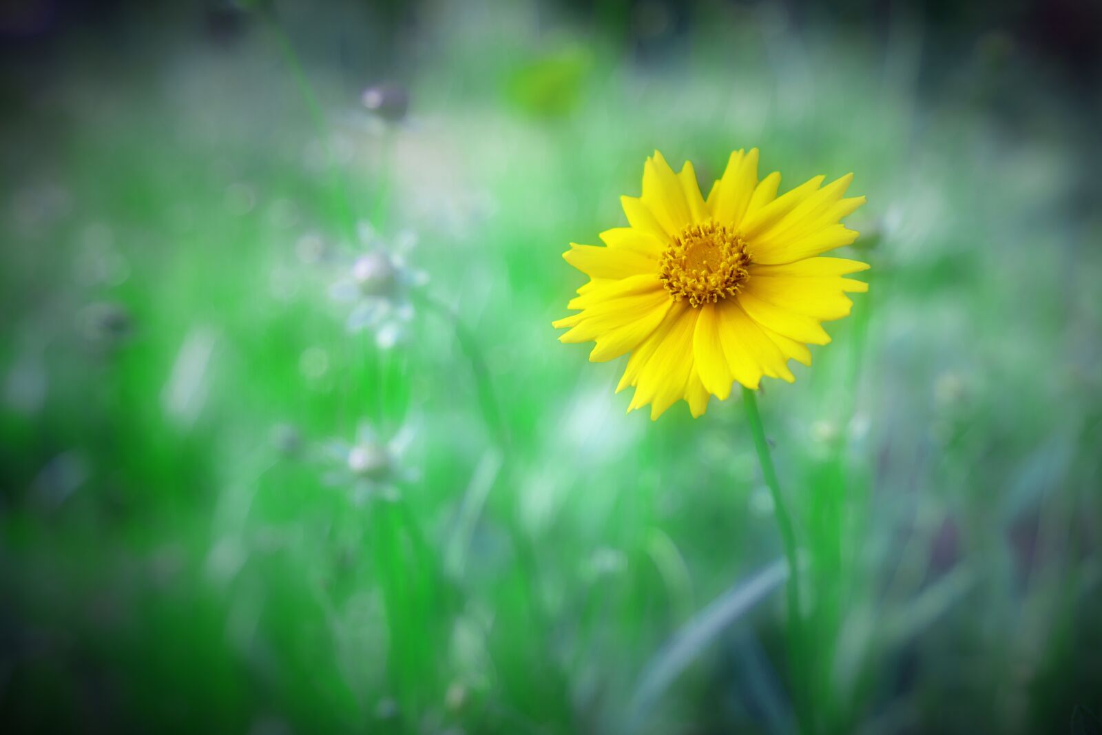 Sony a7R III sample photo. Cosmos, yellow, flowers photography