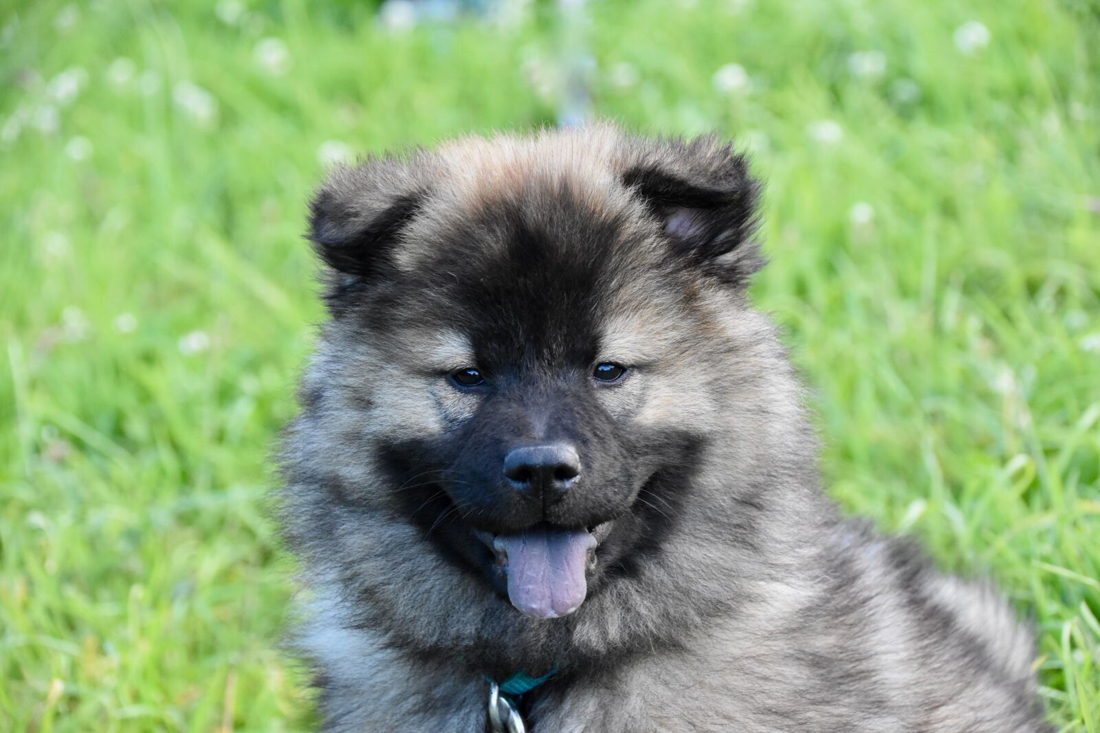 Nikon D5600 sample photo. Dog, dog eurasier, puppy photography