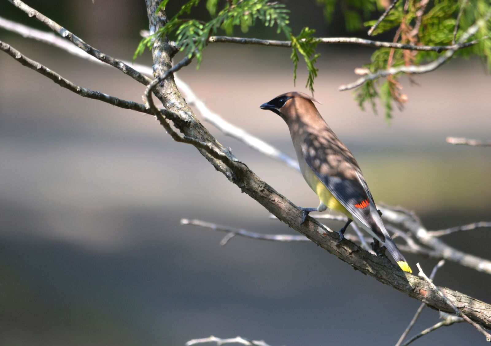 Nikon D3100 sample photo. Bird, scenery, nature photography