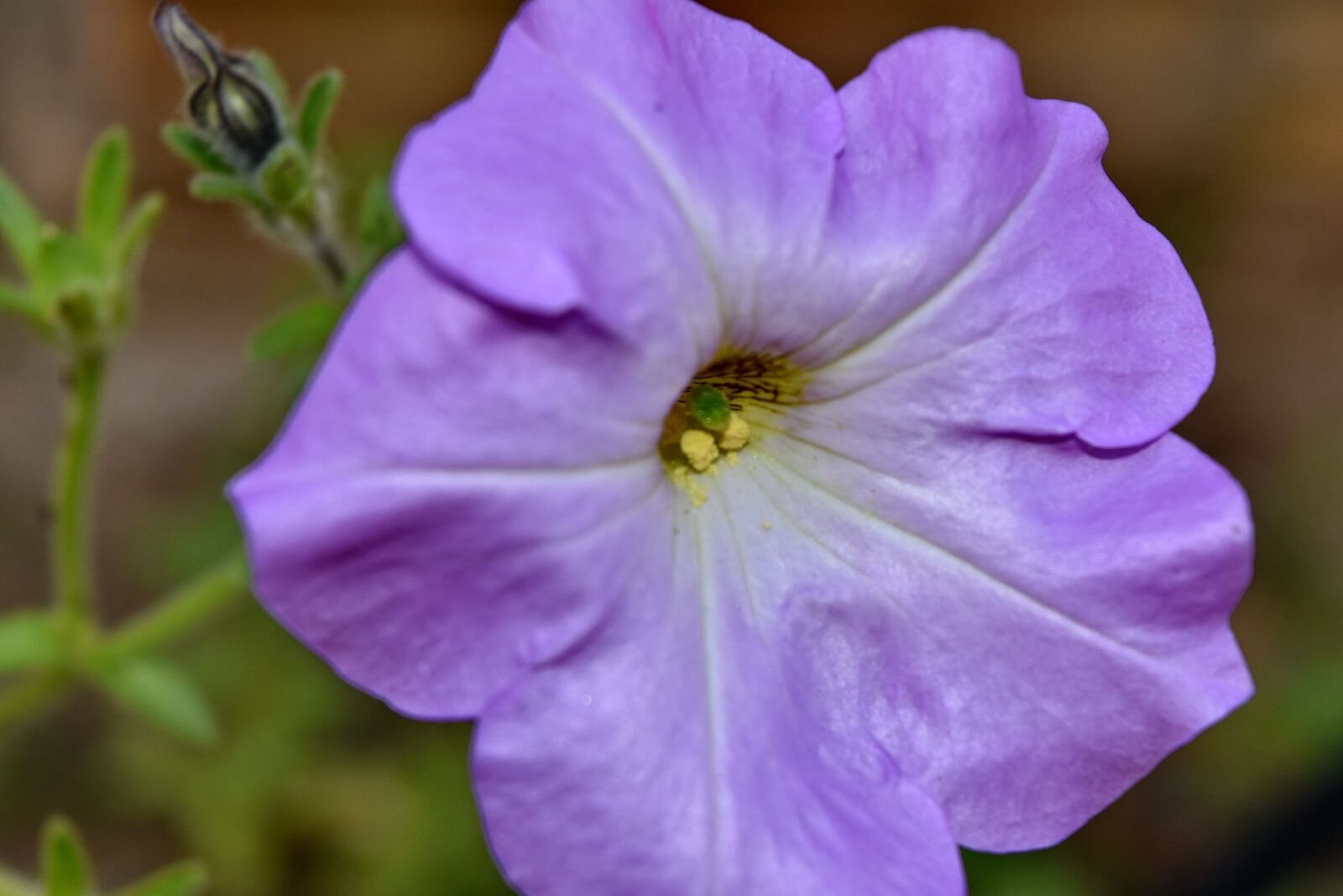 Nikon D5500 sample photo. Details, petunia, pollen, purple photography