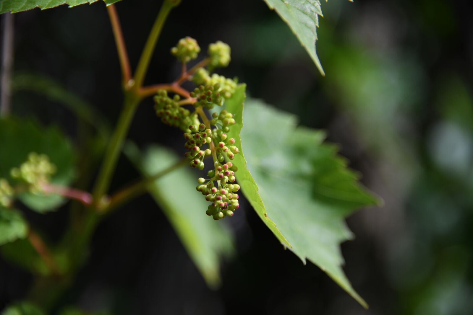 Nikon D850 sample photo. Vine, grape, unripe photography