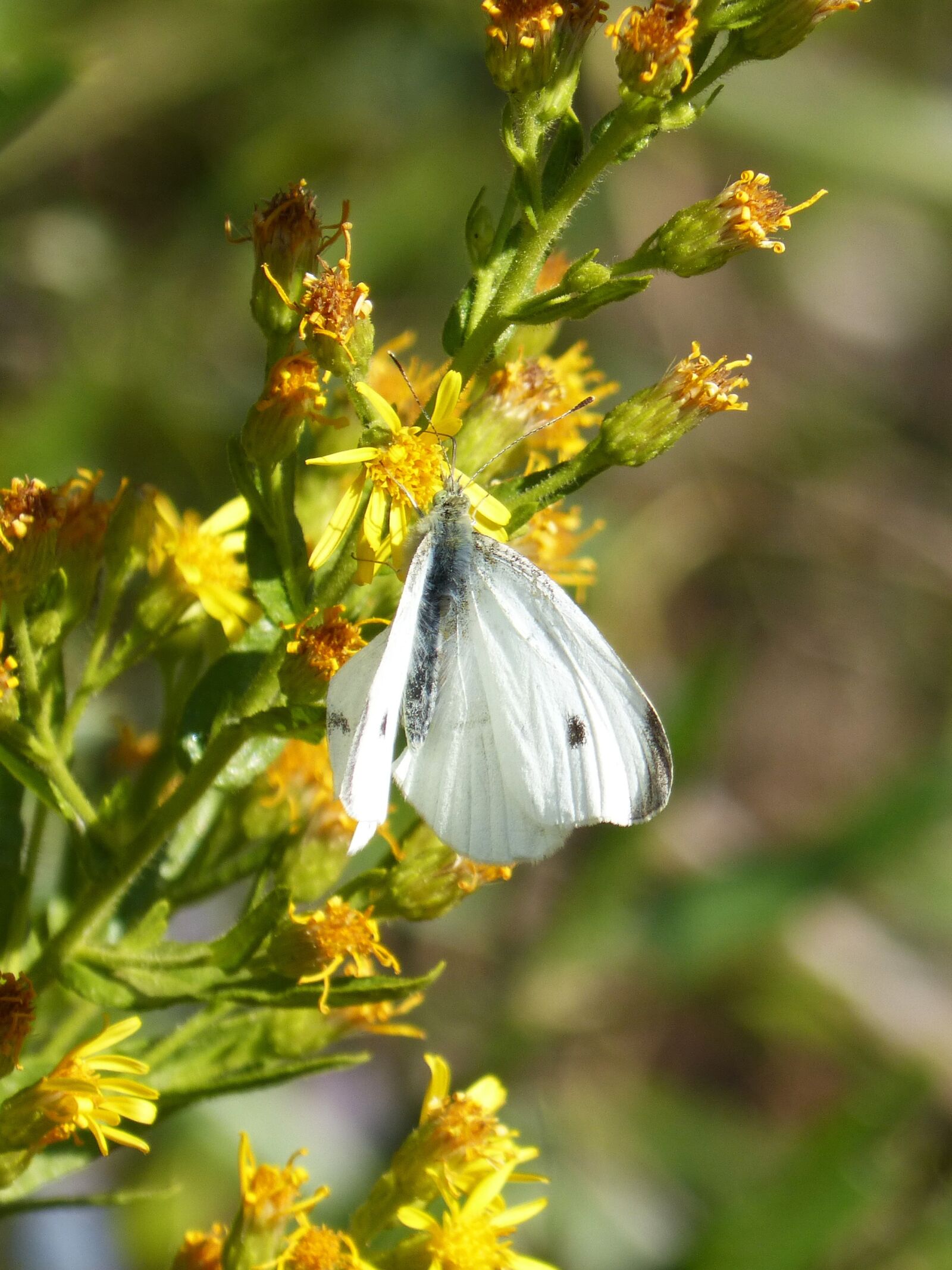 Panasonic DMC-FZ62 sample photo. Butterfly, flower, libar photography