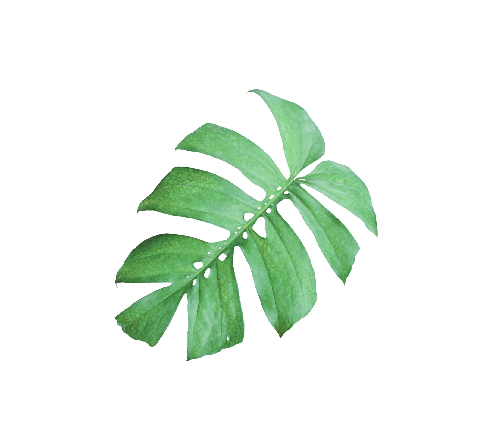 Canon EOS 700D (EOS Rebel T5i / EOS Kiss X7i) sample photo. Palm, leaf, green photography