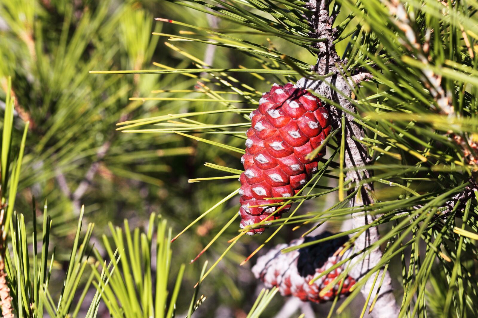Canon EF 50mm F1.8 STM sample photo. Pine, cone, branches photography