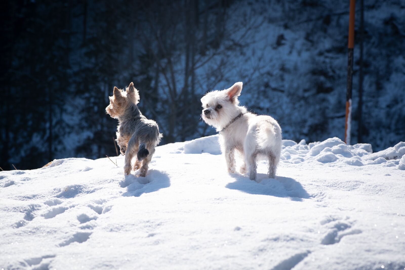 Nikon D750 sample photo. Dogs, two, small photography