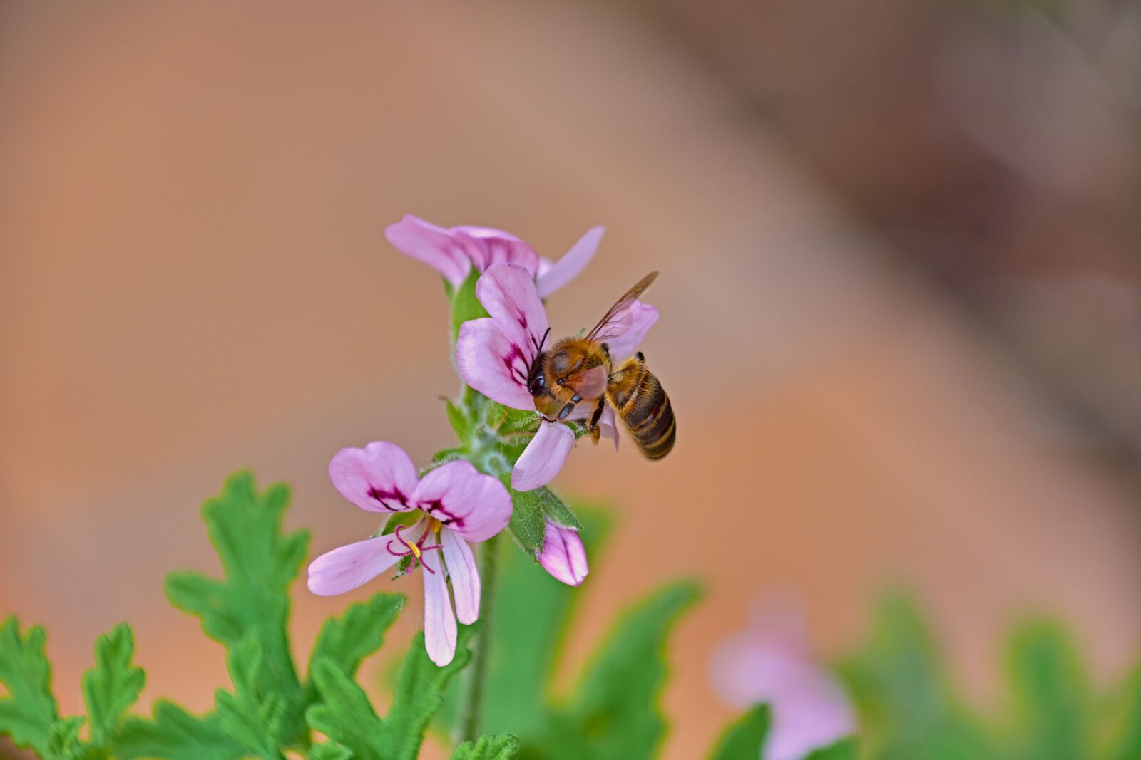 Nikon D7200 sample photo. Bee, flower, insects photography