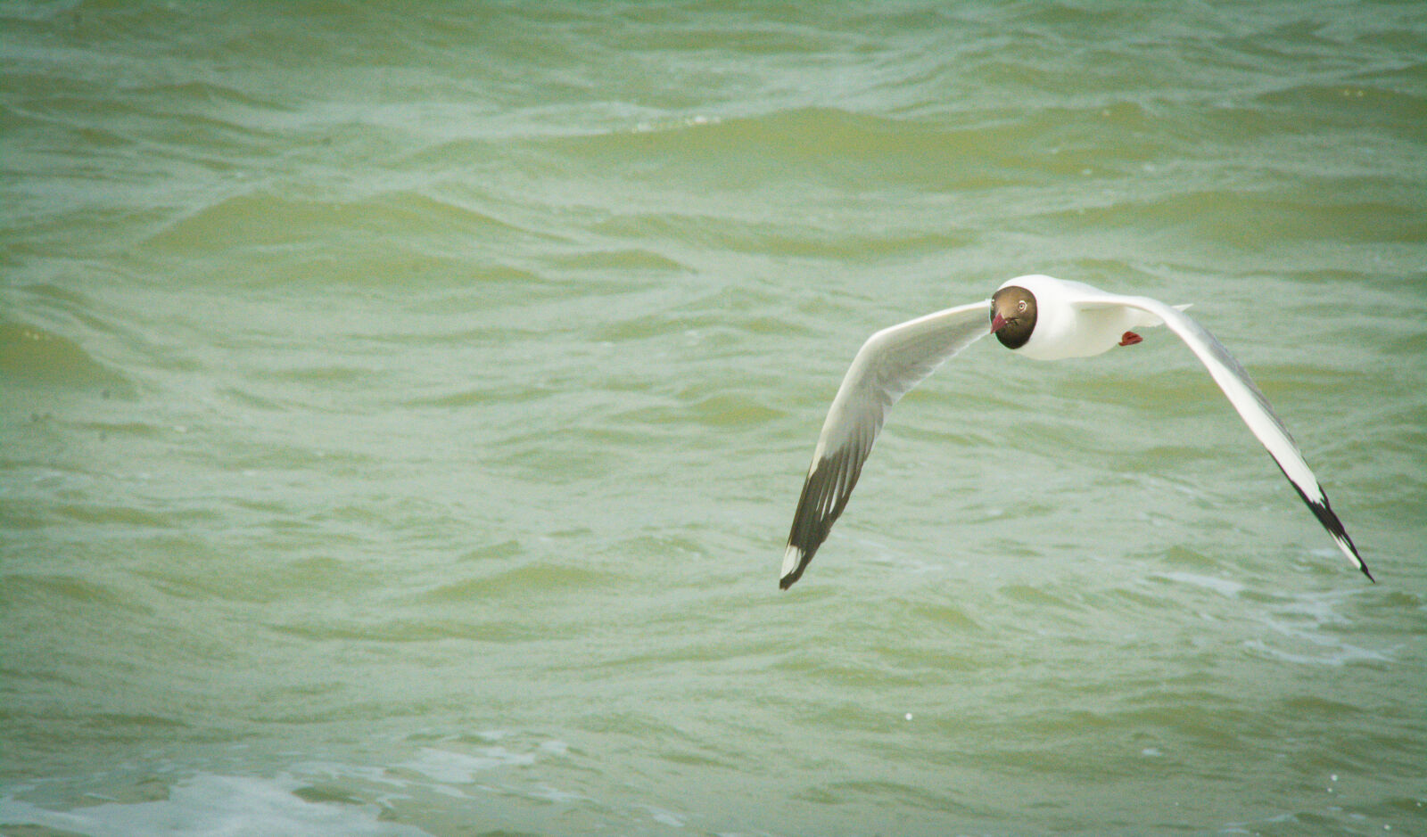 Nikon D7100 sample photo