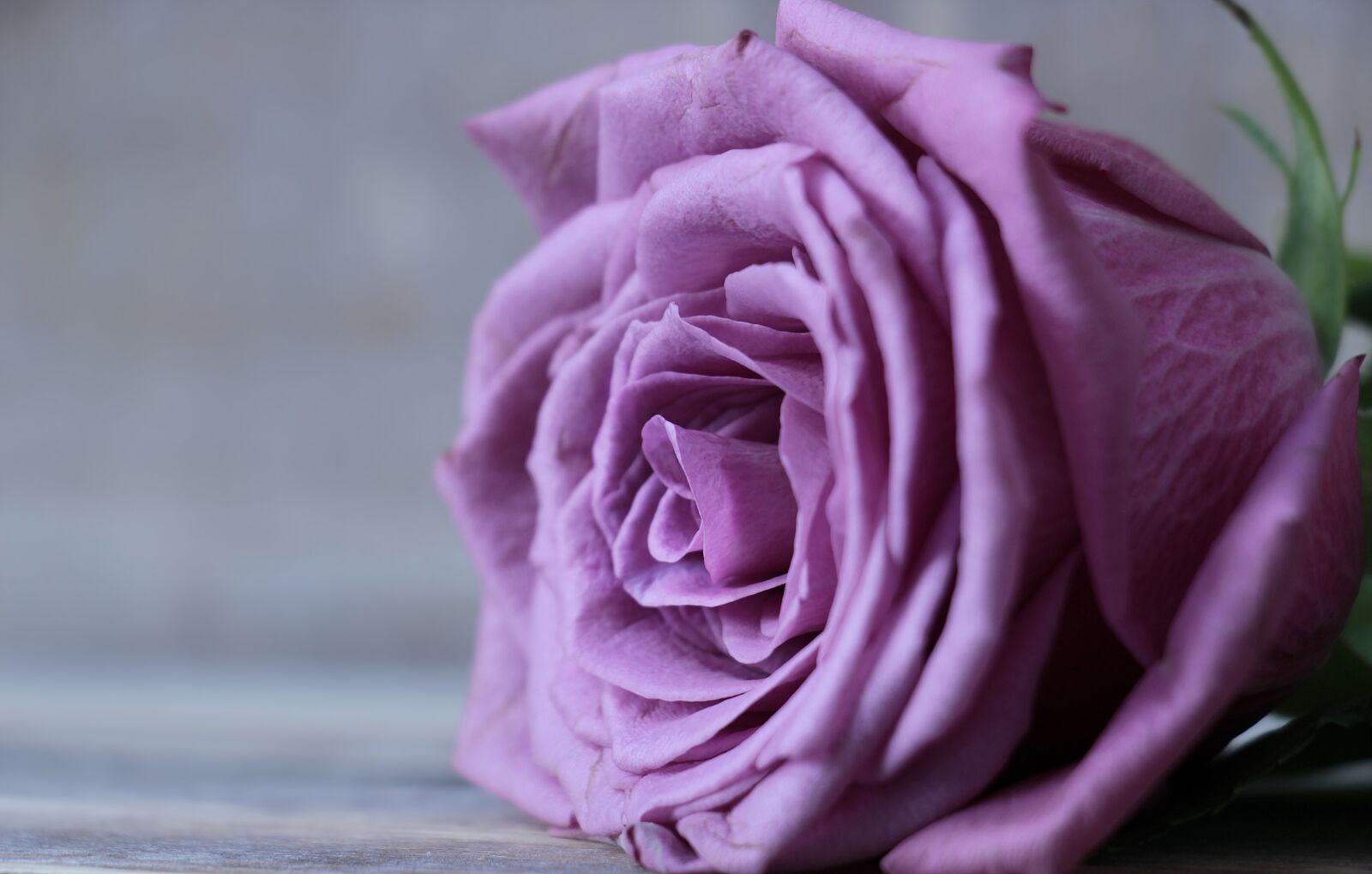 Canon EOS 100D (EOS Rebel SL1 / EOS Kiss X7) sample photo. Rose, floribunda, rose bloom photography