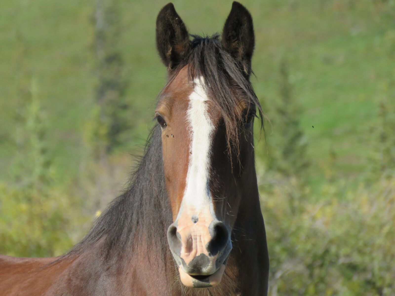 Canon PowerShot SX60 HS sample photo. Horse, animal, mammal photography
