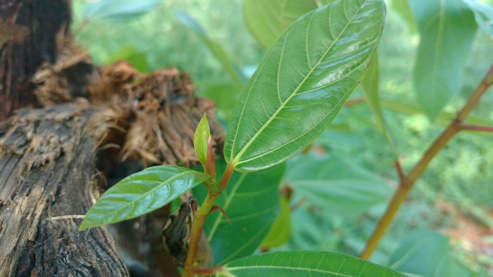 Motorola Moto X Play sample photo. Leaf, green, tree photography