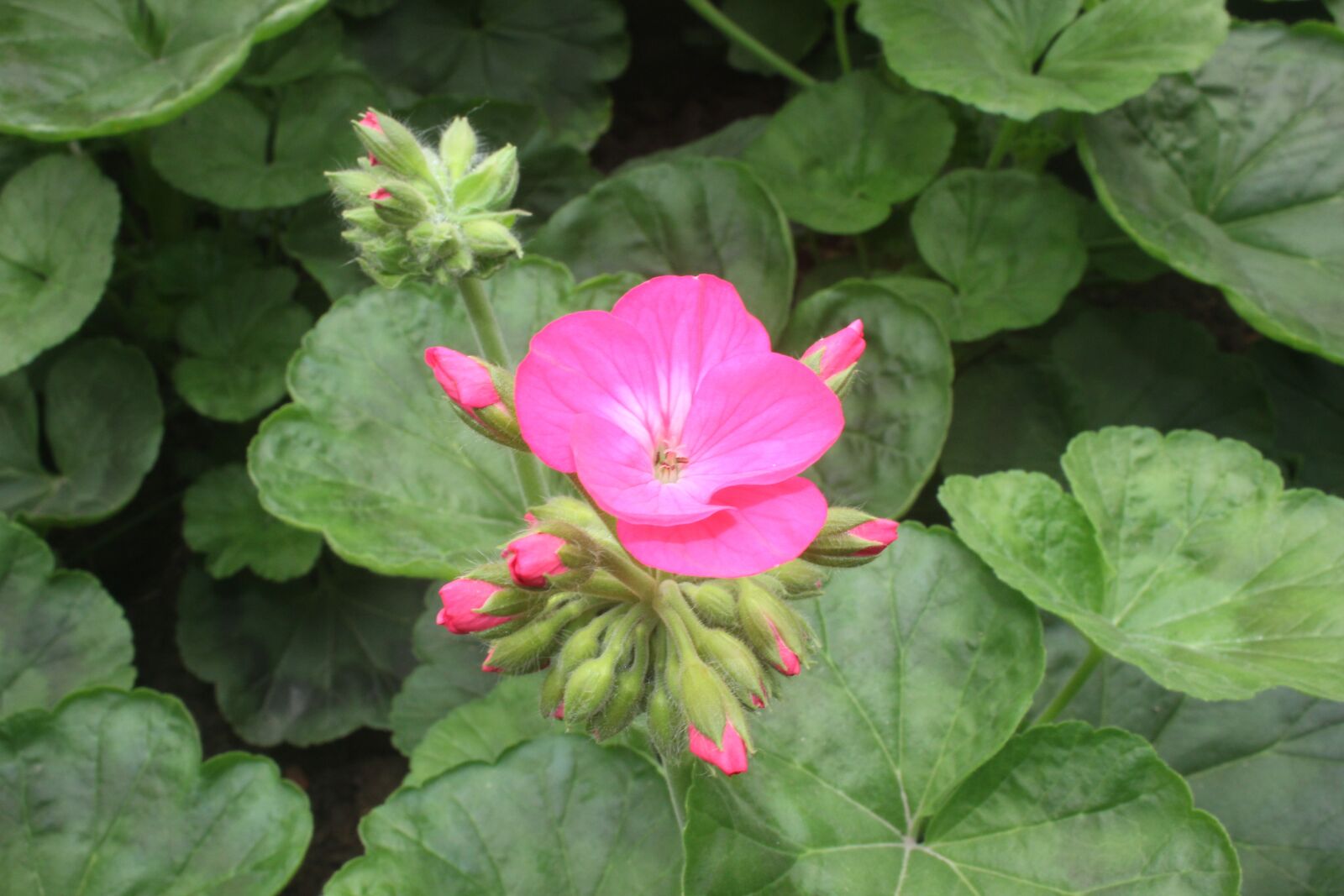 Canon EOS 550D (EOS Rebel T2i / EOS Kiss X4) sample photo. Flower, day, new year photography
