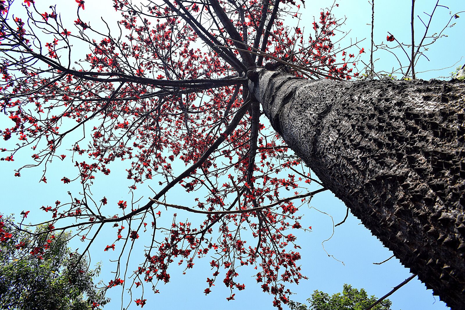 Nikon D3300 sample photo. Tree, nature, forest photography