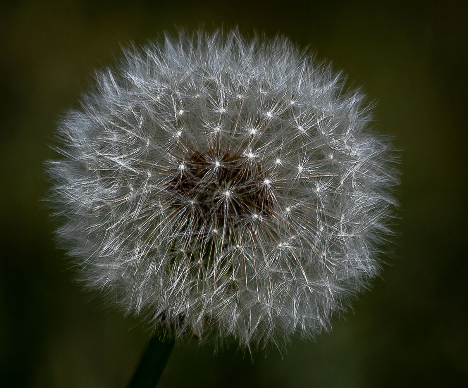 Canon EF 70-300mm F4-5.6 IS USM sample photo. Dandelion, flying seeds, close photography