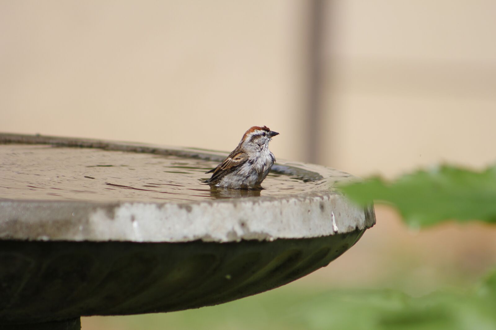 Canon EOS 550D (EOS Rebel T2i / EOS Kiss X4) sample photo. Sparrow, bird, bath photography