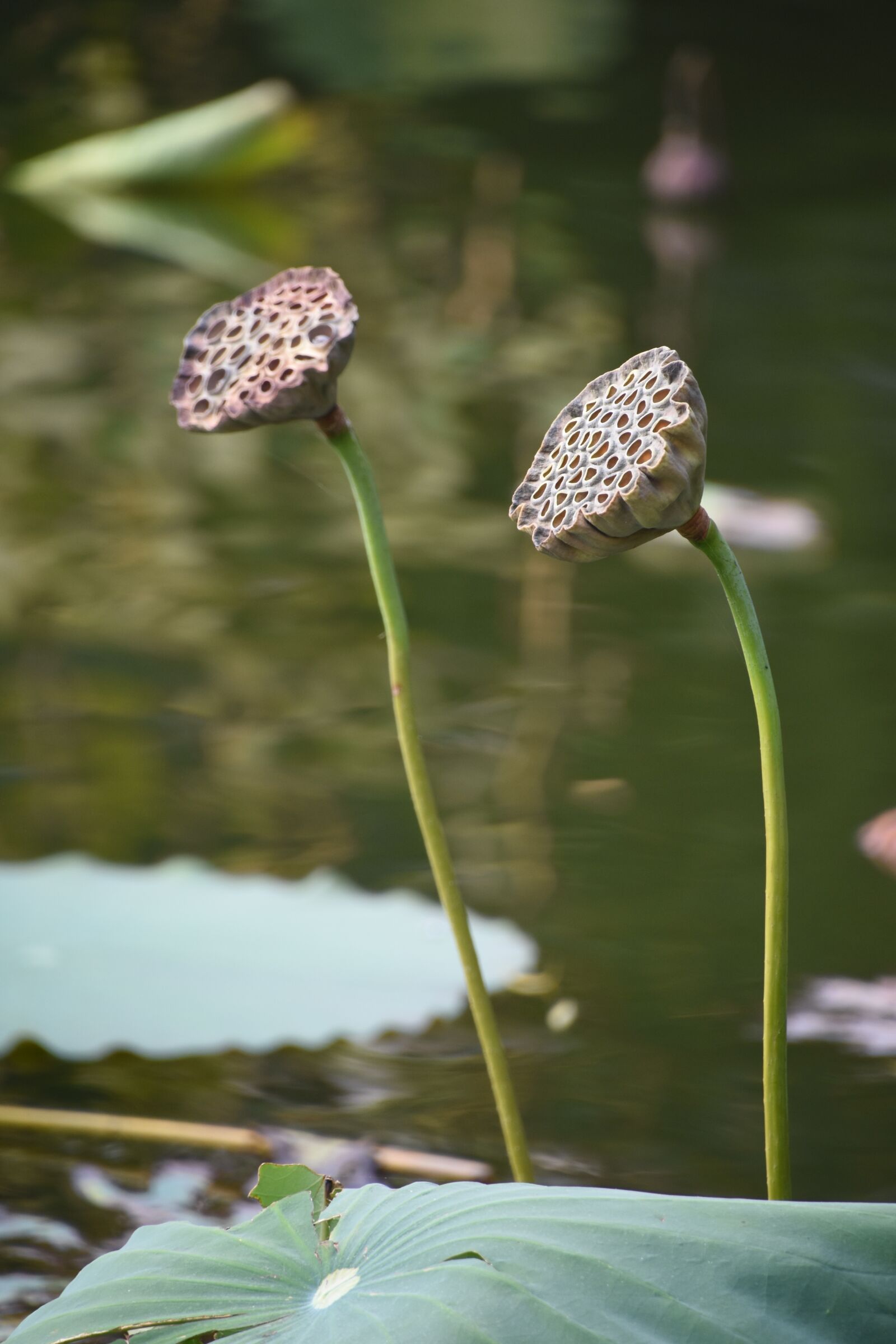Nikon D7200 sample photo. Lotus root, autumn, lotus photography