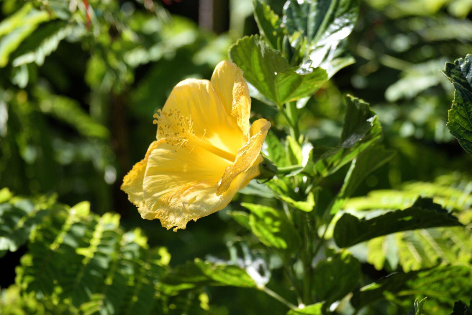 Nikon D3300 sample photo. Vibrant, yellow, hibiscus flower photography