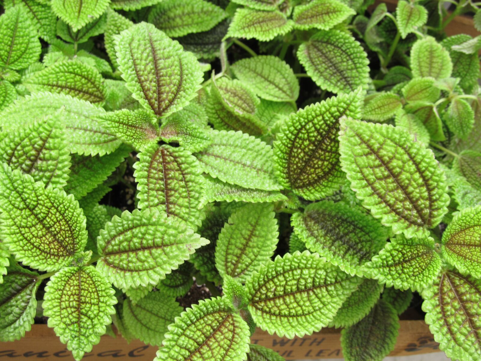 Canon PowerShot SX130 IS sample photo. Green, tropical, plants photography
