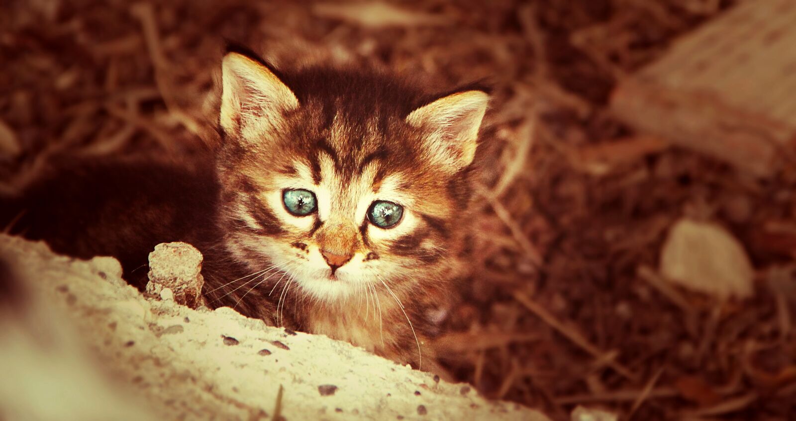 Canon EOS 550D (EOS Rebel T2i / EOS Kiss X4) sample photo. Cat, young, playful photography