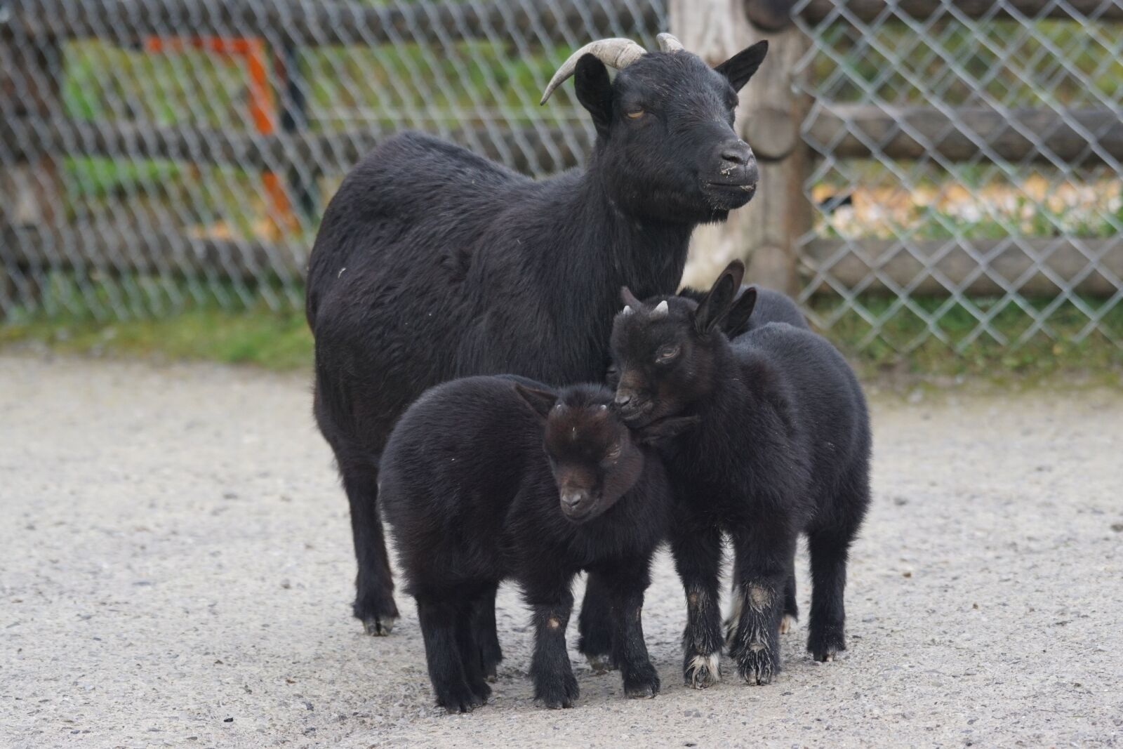Sony ILCA-77M2 + Sony 70-400mm F4-5.6 G SSM sample photo. Goat, dwarf goat, pet photography