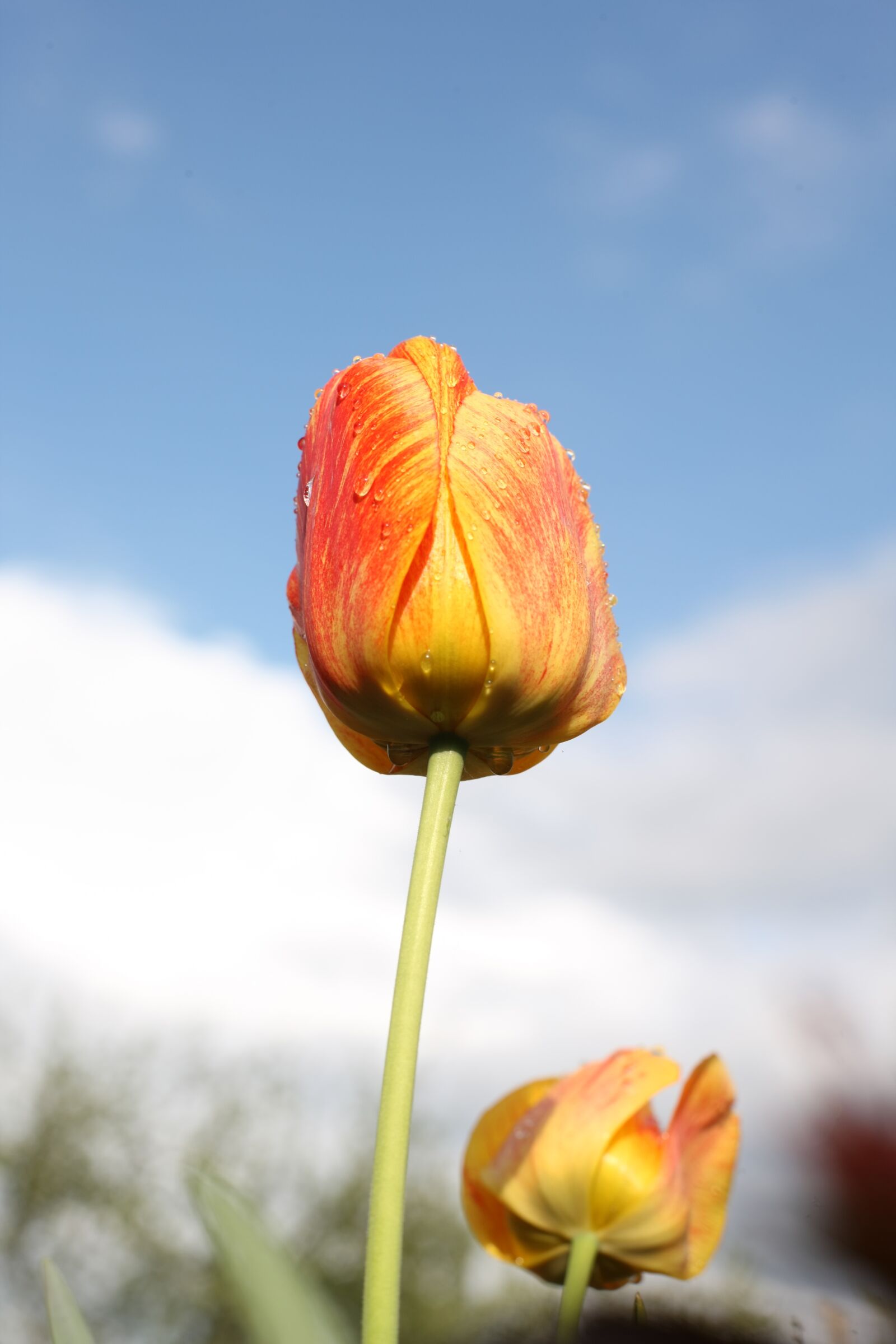 Canon EOS-1Ds Mark III sample photo. Tulip, gelbrot, red photography