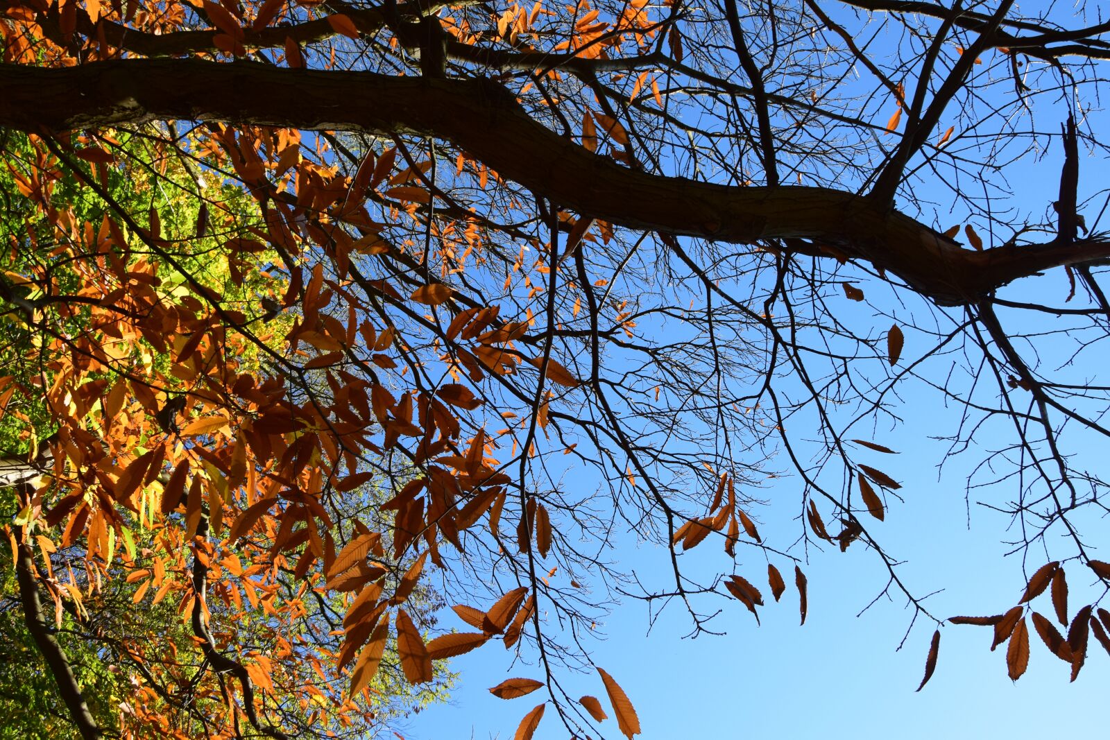 Nikon D5300 sample photo. Autumn, stick, dry tree photography