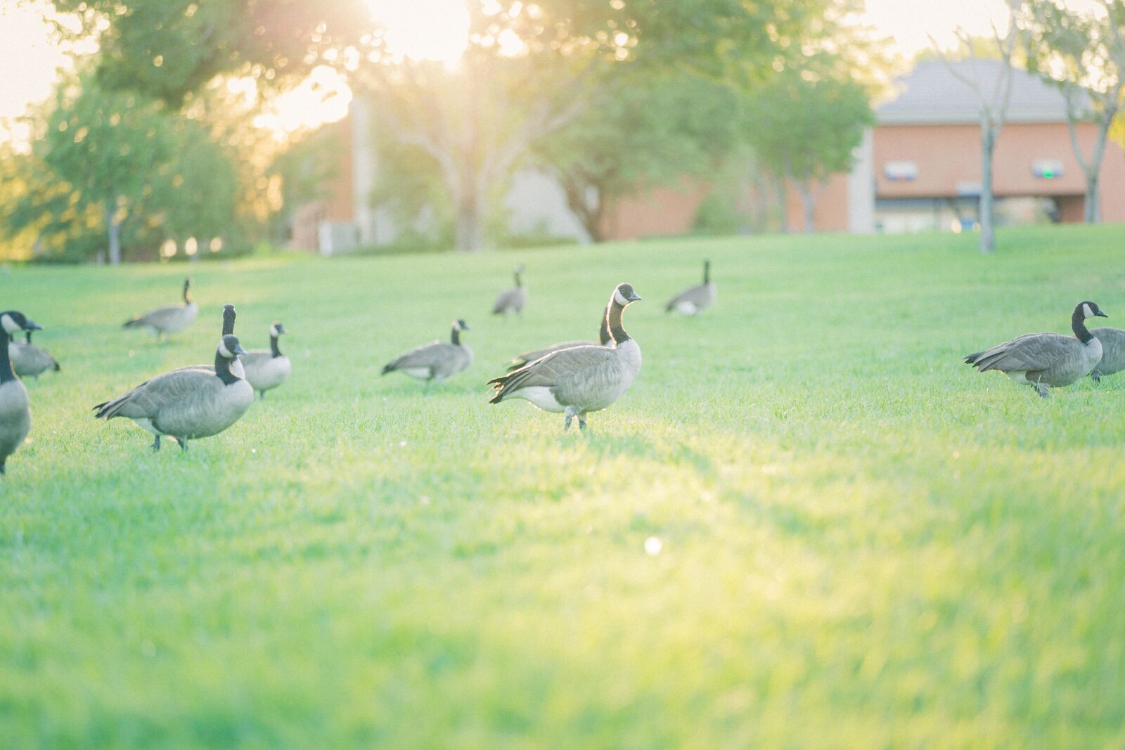 Canon EOS 5D Mark III sample photo. Park, geese, nature photography