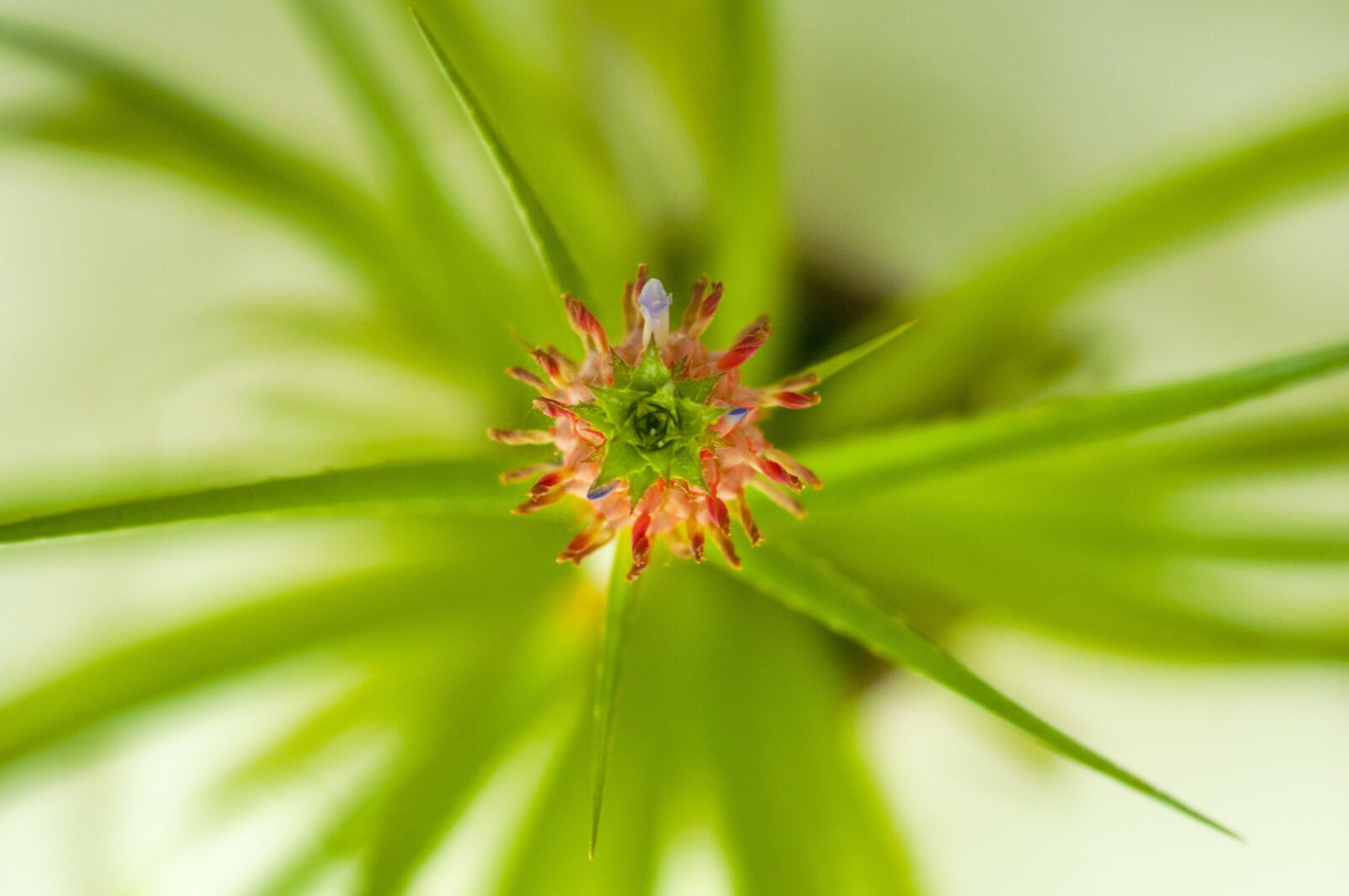 Nikon D90 sample photo. Flower, nice, blooming photography