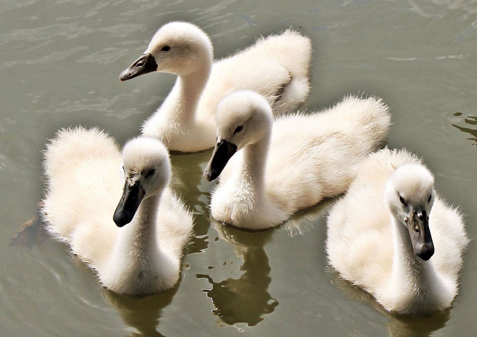 Canon EOS 550D (EOS Rebel T2i / EOS Kiss X4) sample photo. White swan, wildlife, lake photography